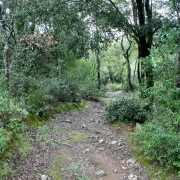 Nuovamente nel bosco